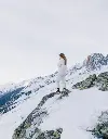 Shampoing haute montagne - Umaï