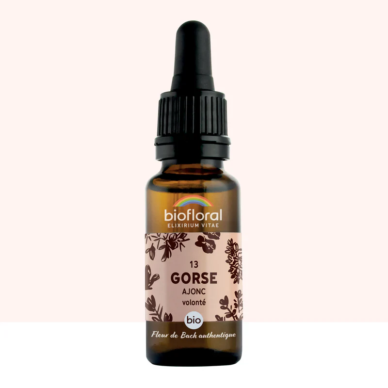 13 Gorse, Ajonc - Bio -Biofloral