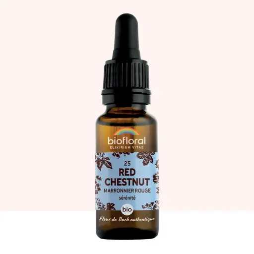 25 Red Chestnut, Marronnier Rouge - Bio -Biofloral