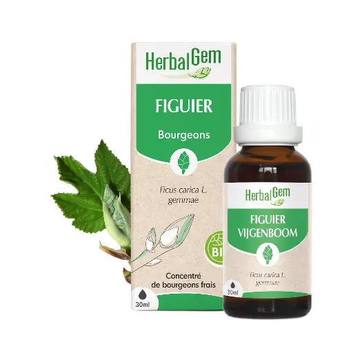 [10143] Figuier - Herbalgem